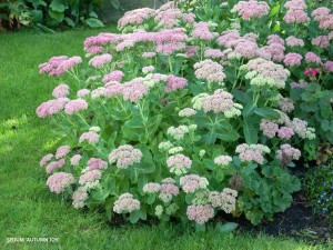 Sedum 'Autumn Joy' - blooming